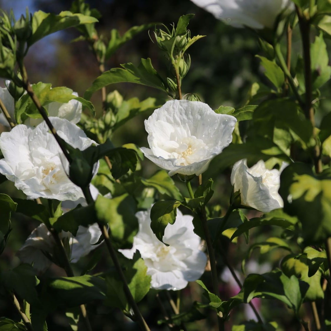 Hibiskus WHITE CHIFFON - ketmia syryjska