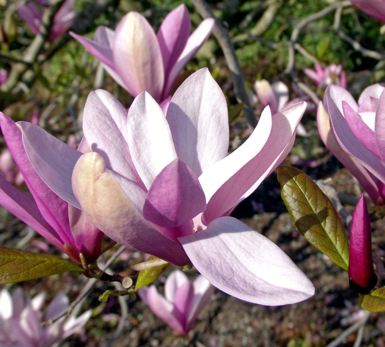 Magnolia BETTY