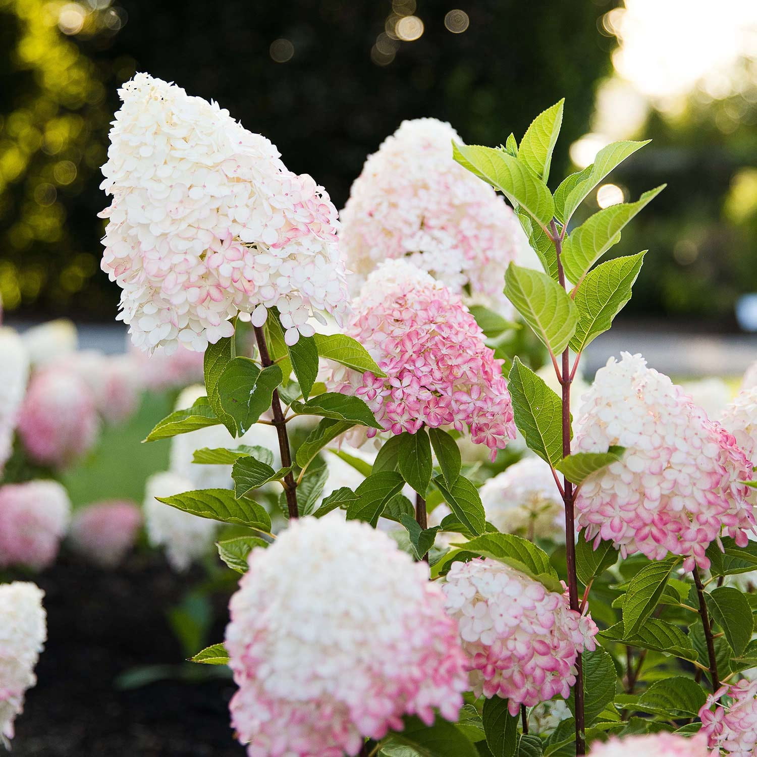 Hortensja bukietowa LIVING PINK&ROSE