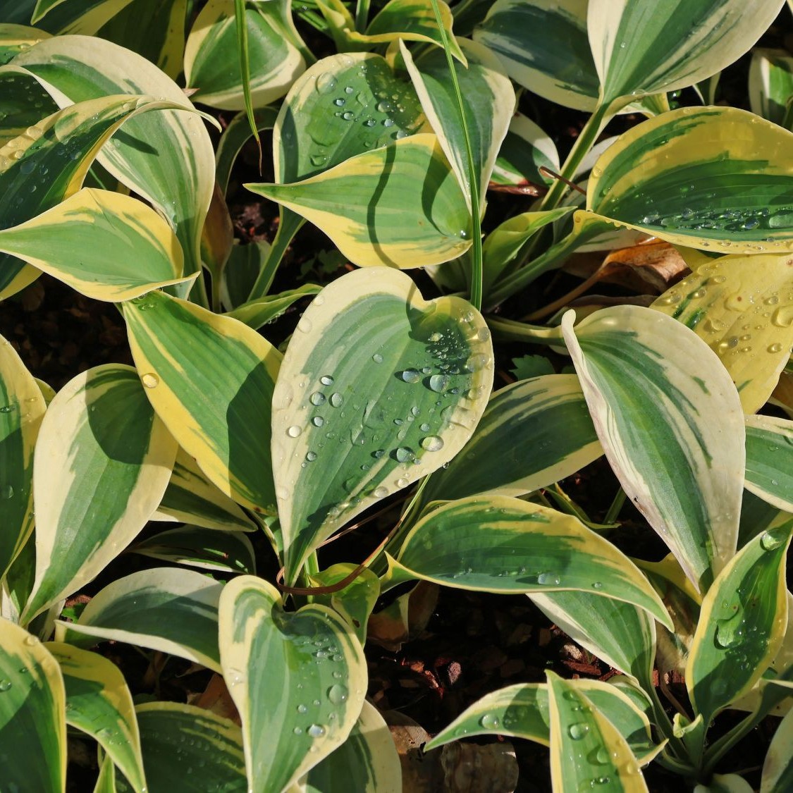 Funkia - Hosta AUTUMN FROST