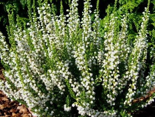 Wrzos LONG WHITE