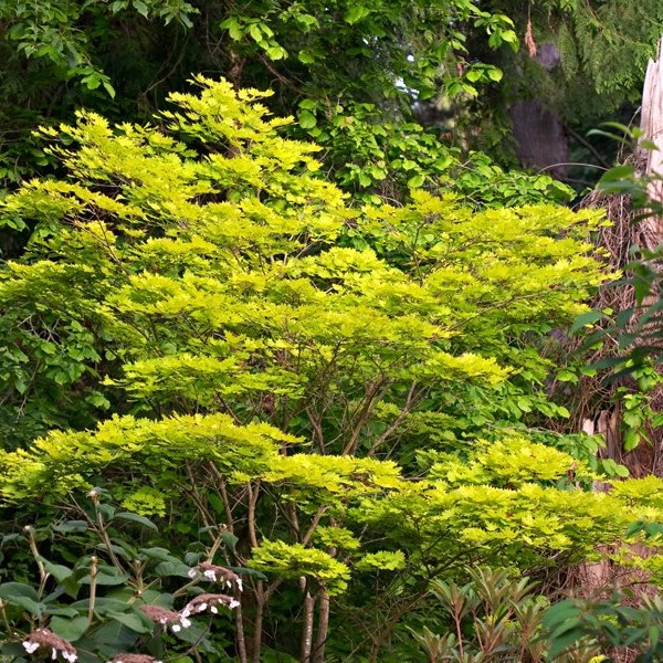 Klon SCHIRASAWY AUREUM
