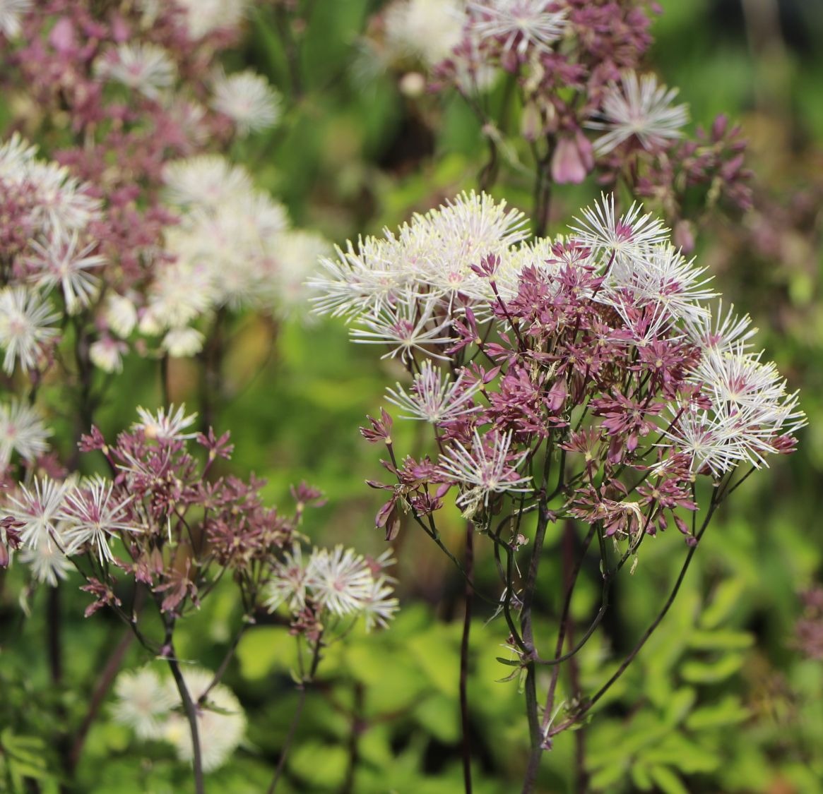 Rutewka orlikolistna NIMBUS WHITE