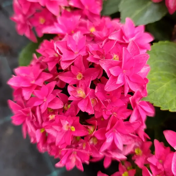 Hortensja FRANCY HOT PINK