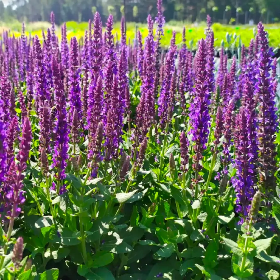 Szałwia omszona SENSATION COMPACT VIOLET