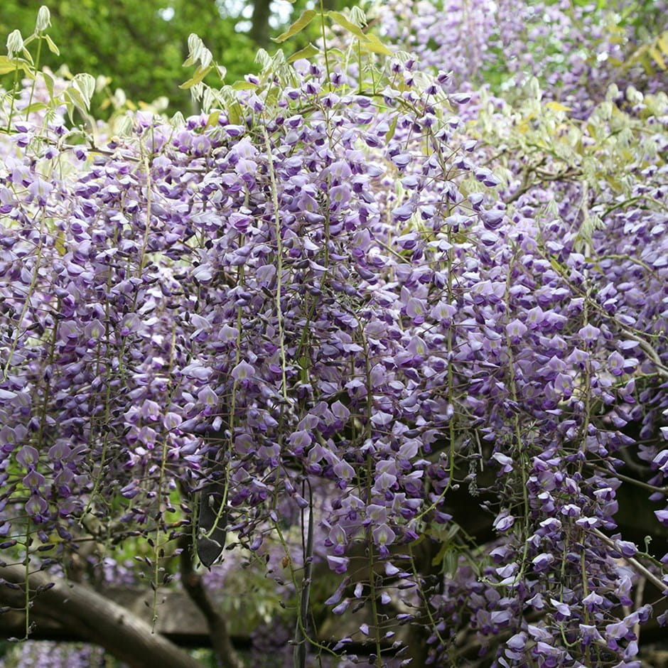 Wisteria szczepiona Formosa ISSAI
