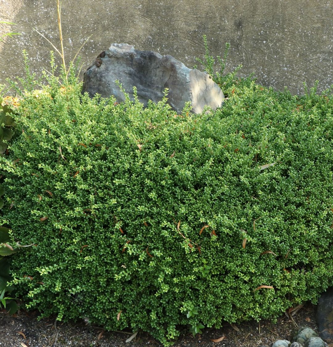 Ostrokrzew CONVEXA