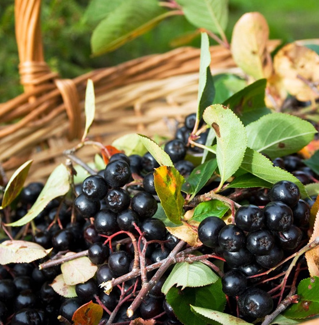 Aronia VIKING