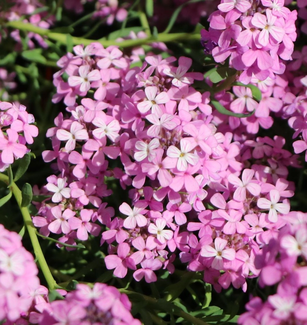 Skrzydlinka armeńska WARLEY ROSE