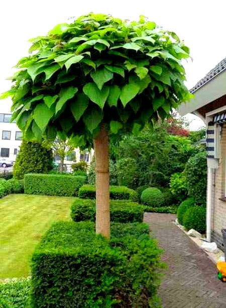 Catalpa kulista NANA – 120 cm