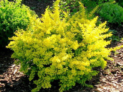 Berberys Thunberga AUREA