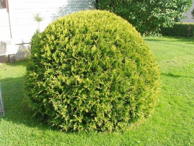 Thuja GOLDEN GLOBE
