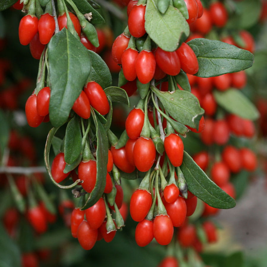 Jagody GOJI