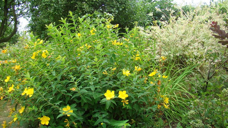 Dziurawiec HIDCOTE