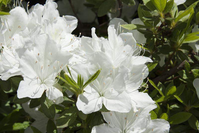 Azalia japońska PLEASANT WHITE