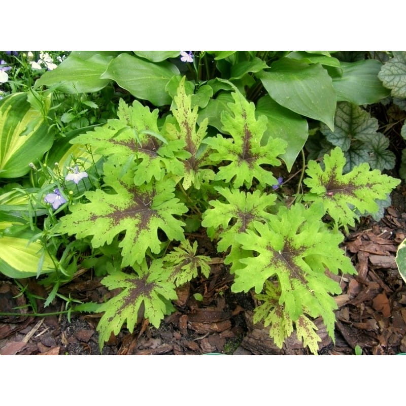 Tiarella SERCOLISTNA TIMBUKTU