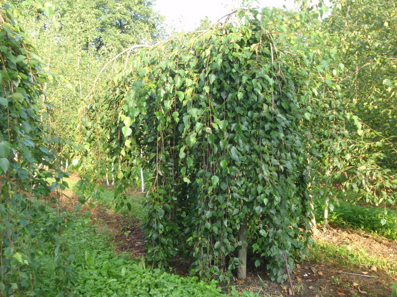 Brzoza pożyteczna LONG TRUNK