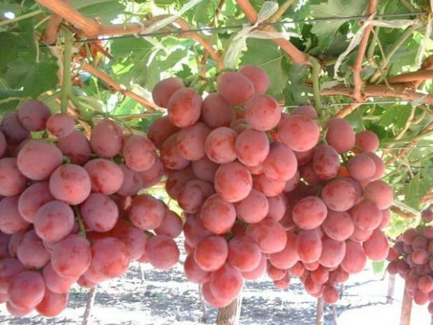 Winogrono Czerwone SWENSON RED