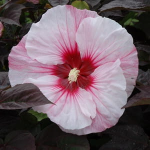 Hibiskus bylinowy COPPER KING