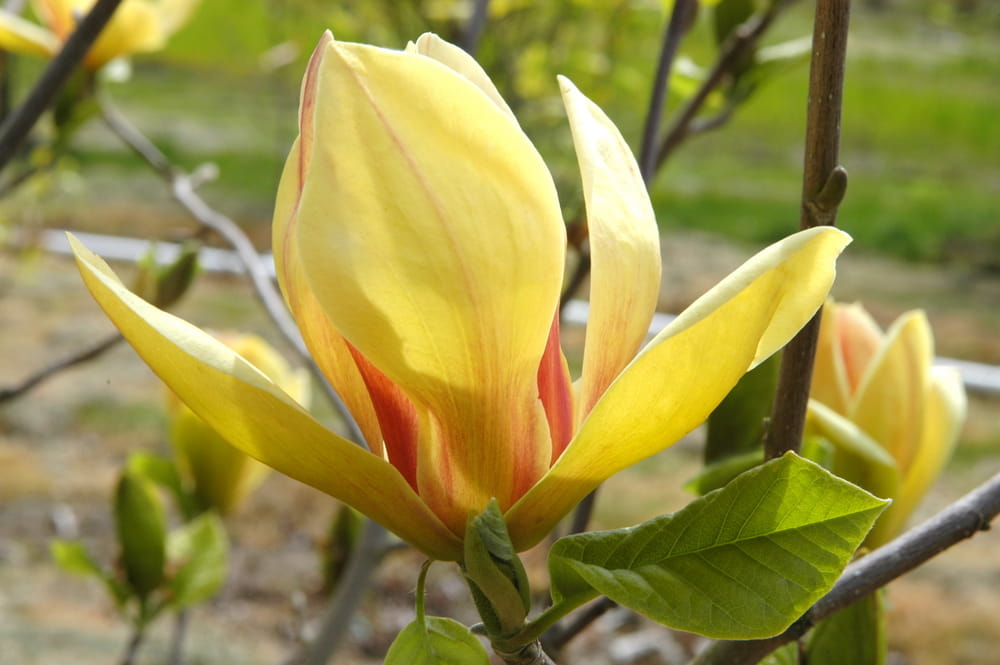 Magnolia SUNSATION