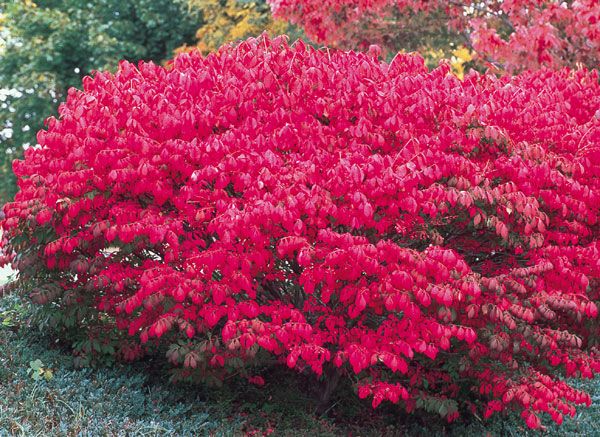 Trzmielina europejska RED CASCADE na pniu