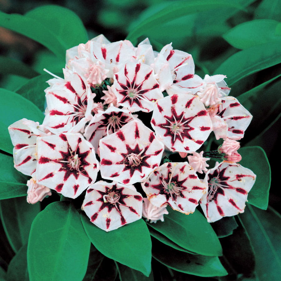 Kalmia szerokolistna PEPPERMINT