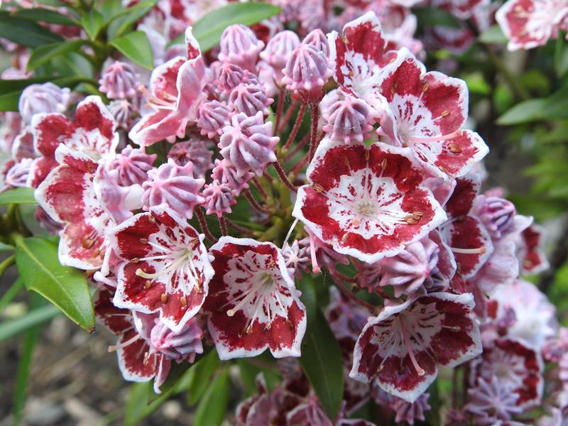 Kalmia szerokolistna TAD