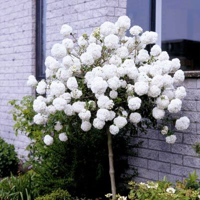 Kalina szczepiona hordowina VARIEGATA