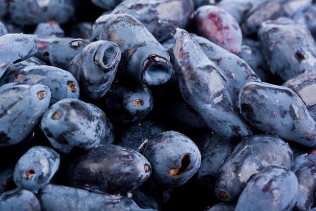 Jagoda Kamczacka ZOJKA