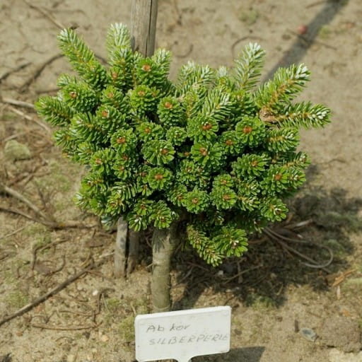 Jodła KOREAŃSKA SILBERPERLE