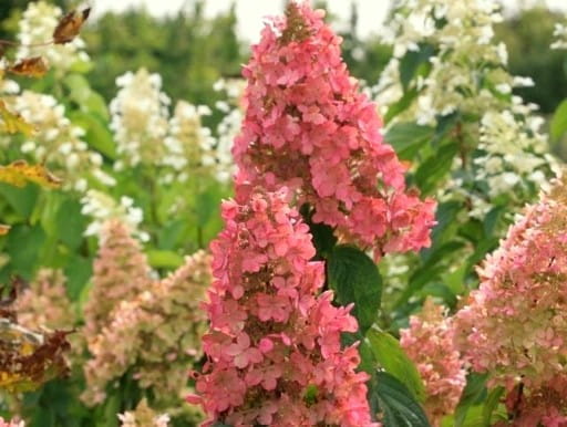 Hortensja bukietowa PINK LADY