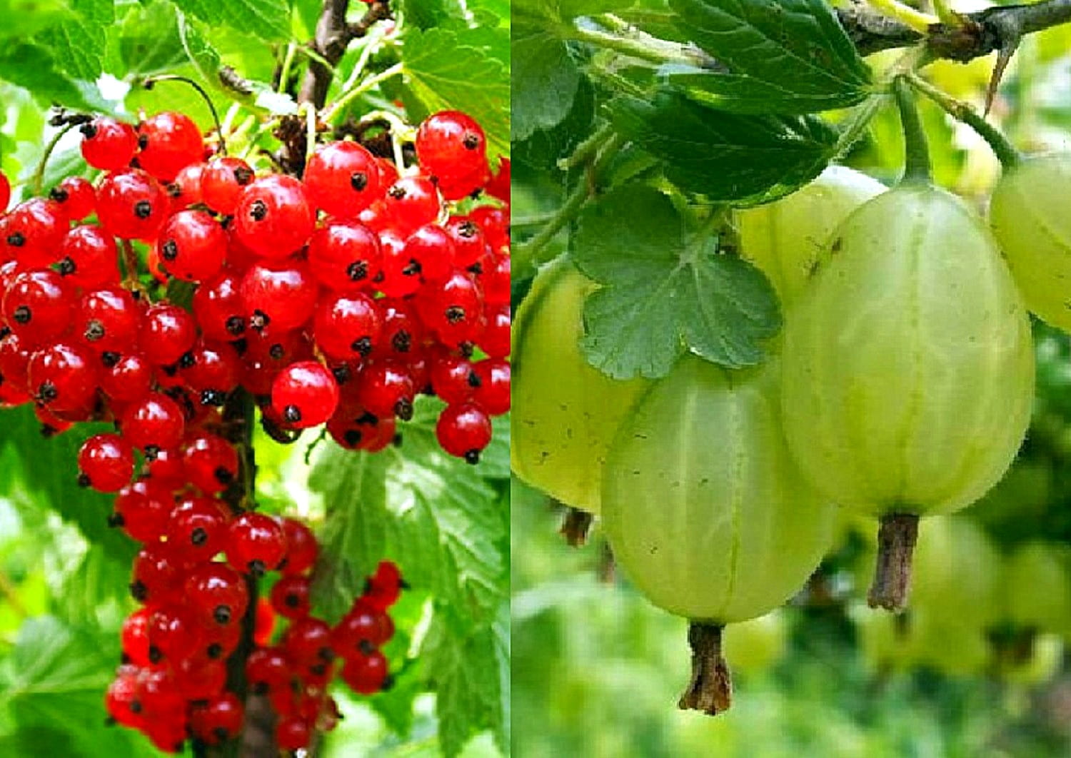 Agrest TRIUMF BIAŁY i porzeczka DETVAN na JEDNYM pniu