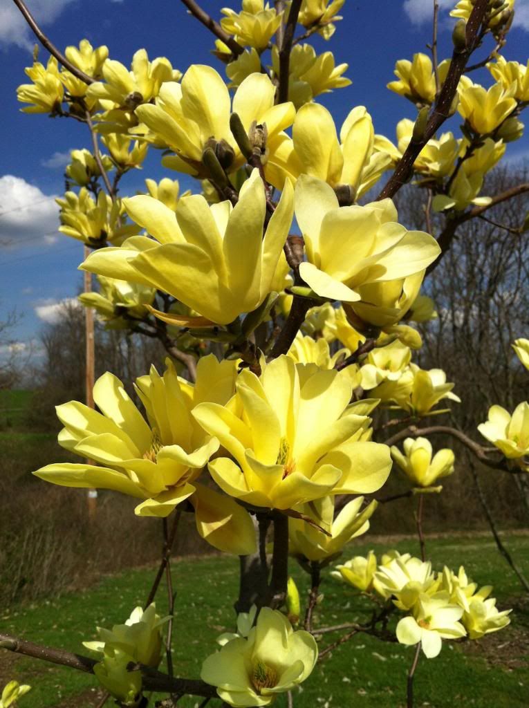 Magnolia GOLDEN DREAM