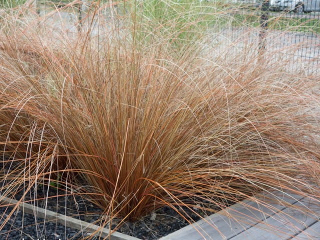 Turzyca Buchanana