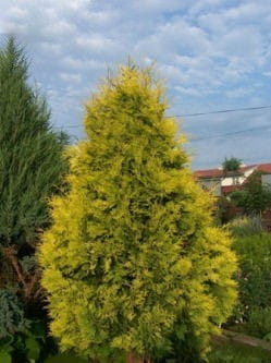 Thuja SUNKIST