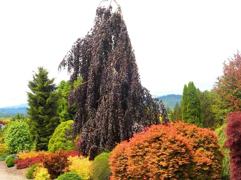 Buk pospolity PURPLE FOUNTAIN