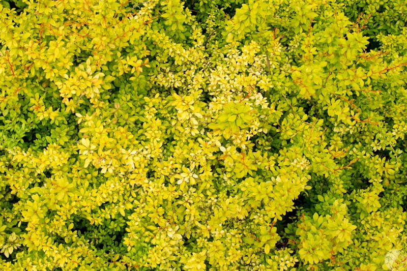Berberys GOLDEN DREAM