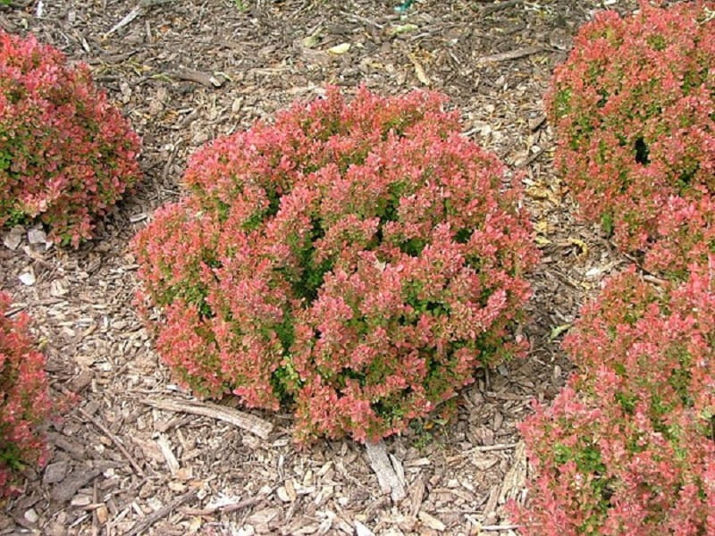Berberys THUNBERGA INSPIRATION