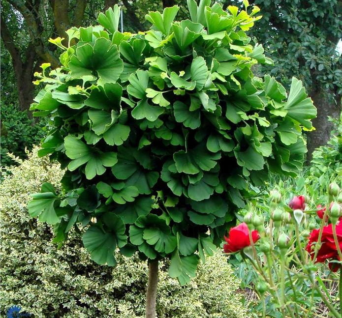 Miłorząb japoński MARIKEN - szczepiony 100 cm