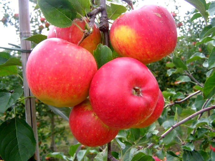 Jabłoń RUBINOLA