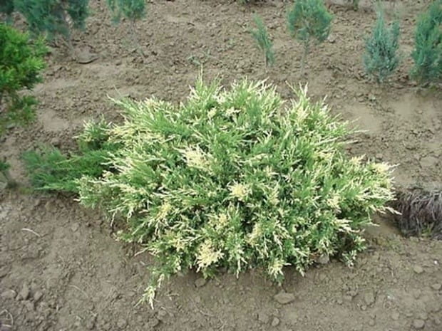 Jałowiec sabiński VARIEGATA