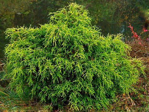 Thuja FILIFORMIS