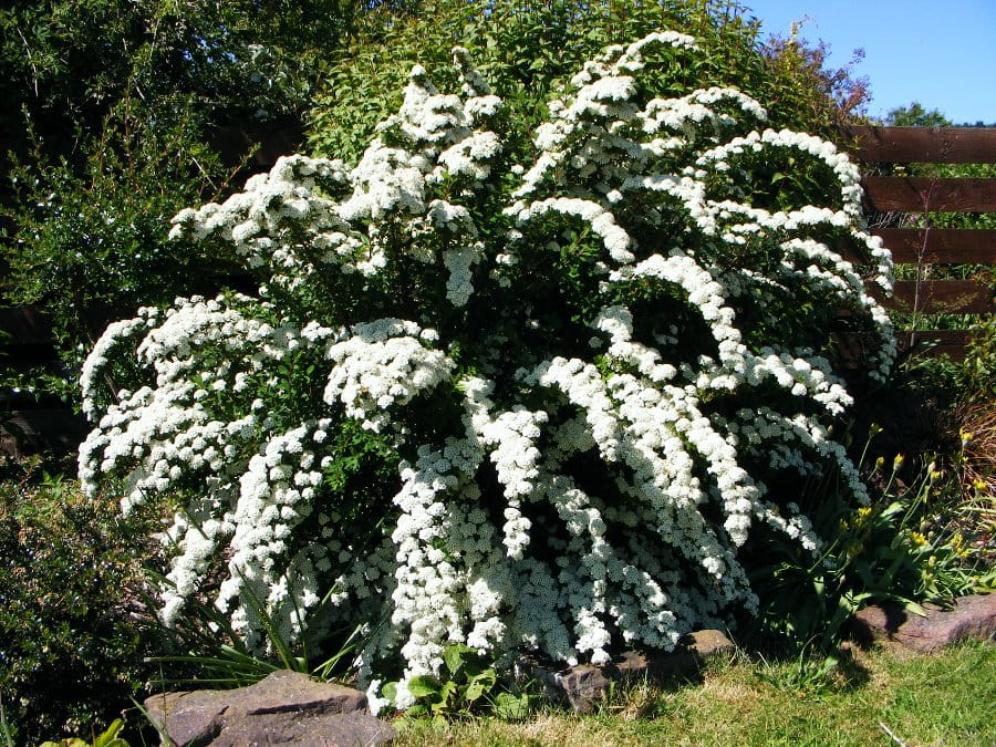  Tawuła Nippońska SNOWMOUND