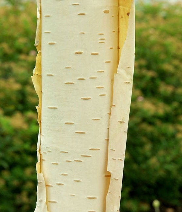 Brzoza PAPIEROWA
