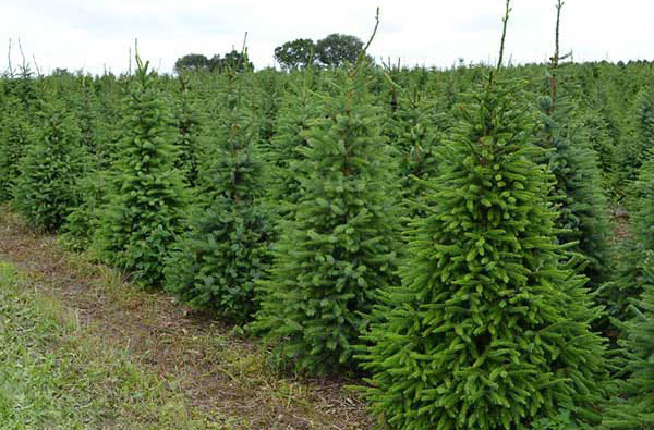 Gartenfichten – ein interessanter Tipp für einen ganzjährigen Weihnachtsbaum für den Garten