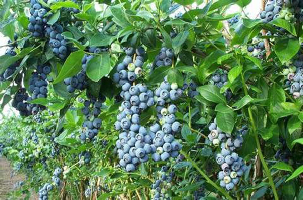 Amerikanische Heidelbeere BLUEGOLD – Gesundheit aus dem eigenen Garten