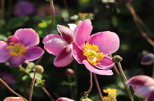Anemone ‘Splendens’ im Garten – subtile Eleganz vom Sommer bis in den Herbst
