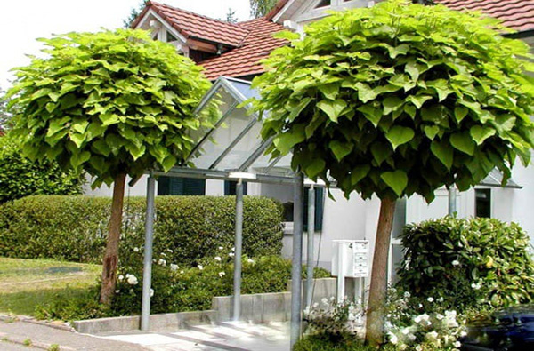 Kugel-Trompetenbaum Nana perfekte grüne Kugel für moderne und elegante Gärten
