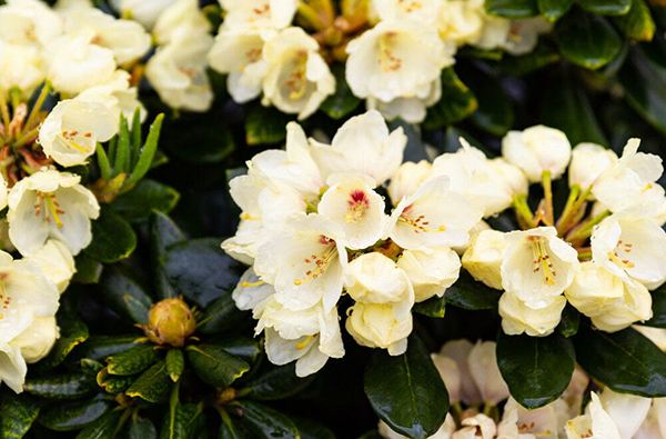 Zwerg-Rhododendron 'Wren' – kompakter Frühlingsblüher mit zartgelben Blüten
