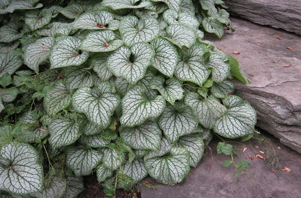 Brunnera ‘Sea Heart’ – ein besonderer Blickfang für Schatten und Halbschatten
